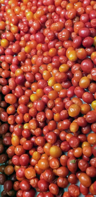 close up of chiltepines